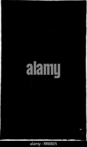 . Les fleuristes [microforme] examen. La floriculture. Pas de perte si yon mend votre split avec œillets ŒILLET supérieur par SSc 1000 agrafes ; 9000 fo" fl.OO, postpayé. WaicUittertSti UPjrMhMSt. BKTOBI Bras. Veuillez noter que ces images sont extraites de la page numérisée des images qui peuvent avoir été retouchées numériquement pour plus de lisibilité - coloration et l'aspect de ces illustrations ne peut pas parfaitement ressembler à l'œuvre originale.. Chicago : les fleuristes Pub. Co Banque D'Images