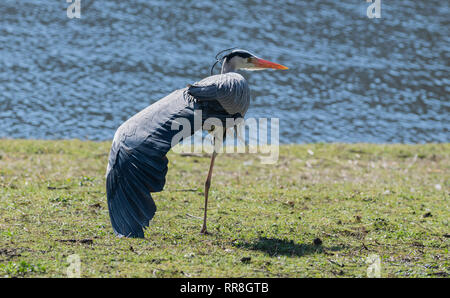 Héron cendré Ardea cinerea lissage UK Banque D'Images