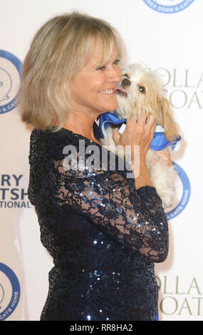 Nov 12, 2015 - Londres, Angleterre, Royaume-Uni - Battersea Dogs & Cats Accueil Colliers et bal de gala Manteaux - Tapis Rouge photo montre des arrivées : Sue Barker Banque D'Images