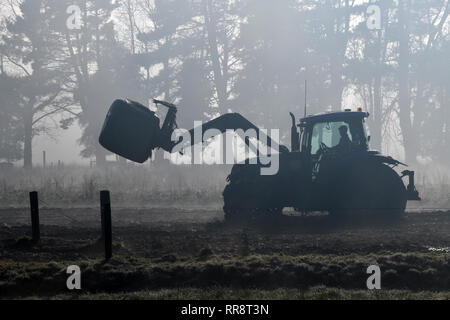 Un agriculteur dirige son chargeur avant à travers le brouillard d'un paddock de sortie d'alimentation sur une ferme laitière de la côte ouest, Nouvelle-Zélande Banque D'Images