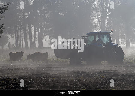 Un agriculteur dirige son chargeur avant à travers le brouillard d'un paddock de sortie d'alimentation sur une ferme laitière de la côte ouest, Nouvelle-Zélande Banque D'Images