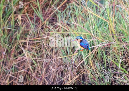 Un martin-pêcheur huppé sur une berge, dans le Masai Mara, Kenya. Banque D'Images