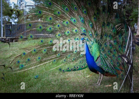 Belle peacock présentant son train Banque D'Images