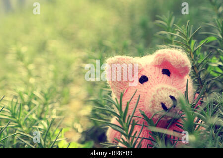 Incroyable scène amusante avec des cochon rose se cacher dans le jardin de romarin, Close up shot d'étoffes piggy visage parmi des plantes vertes avec l'arrière-plan flou Banque D'Images