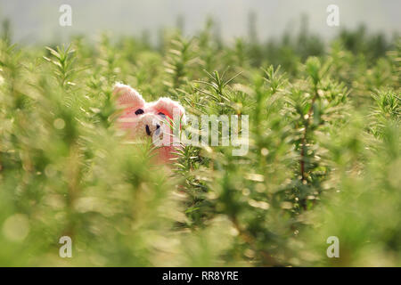 Incroyable scène amusante avec des cochon rose se cacher dans le jardin de romarin, Close up shot d'étoffes piggy visage parmi des plantes vertes avec l'arrière-plan flou Banque D'Images