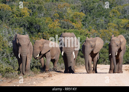 Bush de l'Afrique de l'éléphant (Loxodonta africana), troupeau, marche sur un chemin de terre, l'Addo Elephant National Park, Eastern Cape, Afrique du Sud, l'Afrique Banque D'Images