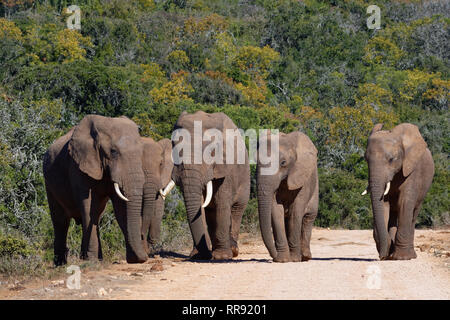 Bush de l'Afrique de l'éléphant (Loxodonta africana), troupeau, marche sur un chemin de terre, l'Addo Elephant National Park, Eastern Cape, Afrique du Sud, l'Afrique Banque D'Images