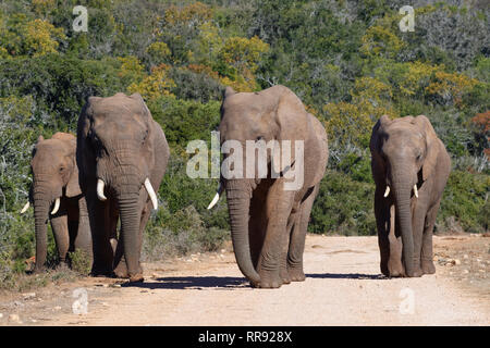 Bush de l'Afrique de l'éléphant (Loxodonta africana), troupeau, marche sur un chemin de terre, l'Addo Elephant National Park, Eastern Cape, Afrique du Sud, l'Afrique Banque D'Images