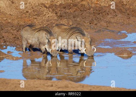 Politique commune des phacochères (Phacochoerus africanus), deux adultes dans l'eau boueuse, de boire à un point d'eau du parc national Addo, Eastern Cape, Afrique du Sud, l'Afrique Banque D'Images