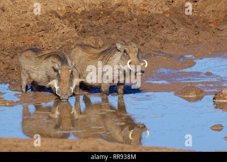 Politique commune des phacochères (Phacochoerus africanus), deux adultes dans l'eau boueuse, de boire à un point d'eau du parc national Addo, Eastern Cape, Afrique du Sud, l'Afrique Banque D'Images