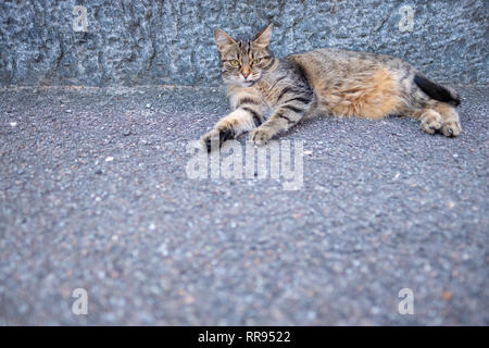 European shorthair cat est relaxant dans la rue à Bignasco, Tessin - Suisse Banque D'Images