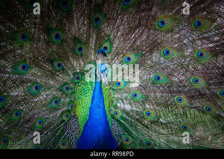 Portrait of male peacock avec queue ouverte Banque D'Images
