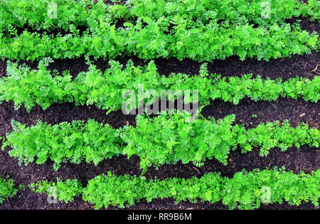 Regarder sur cinq rangées de carottes vert de plus en plus des lignes droites dans une parcelle de légumes entre les rangées de carottes en soi du compost frais brown Banque D'Images