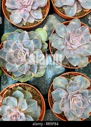 Cactus et plantes grasses dans des conteneurs, pour la vente. Studio Photo Banque D'Images