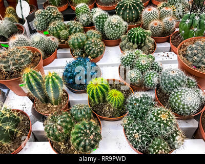 Cactus et plantes grasses dans des conteneurs, pour la vente. Studio Photo Banque D'Images