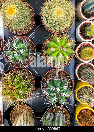 Cactus et plantes grasses dans des conteneurs, pour la vente. Studio Photo Banque D'Images