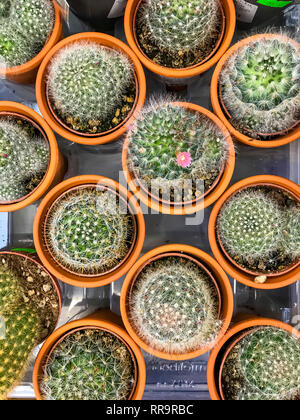 Cactus et plantes grasses dans des conteneurs, pour la vente. Studio Photo Banque D'Images