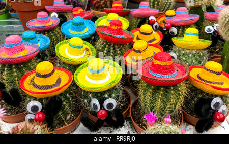 Cactus et plantes grasses dans des conteneurs, pour la vente. Studio Photo Banque D'Images