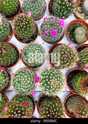 Cactus et plantes grasses dans des conteneurs, pour la vente. Studio Photo Banque D'Images