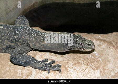 OXON ; Brize Norton ; CROCOCILE ; MONDE VARAN CROCODILE (VARANUS SALUDORII) Banque D'Images