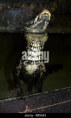 OXON ; Brize Norton ; MONDE ; CROCODILE crocodile du Nil (Crocodylus niloticus) Banque D'Images