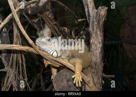 OXON ; BrIZE NORTON ; MONDE ; CROCODILE iguane vert (Iguana iguana) Banque D'Images