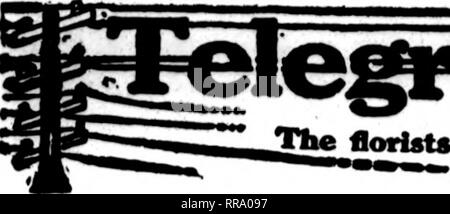 . Les fleuristes [microforme] examen. La floriculture. 27, 1022 choc^ Les fleuristes d'examen. Les cartes dont les floriaU apparaissent sur les pages contenant cette tête, sont prêts à remplir le ordeis  d'autres fleuristes pour la livraison locale sur la base d'habitude.. Veuillez noter que ces images sont extraites de la page numérisée des images qui peuvent avoir été retouchées numériquement pour plus de lisibilité - coloration et l'aspect de ces illustrations ne peut pas parfaitement ressembler à l'œuvre originale.. Chicago : les fleuristes Pub. Co Banque D'Images