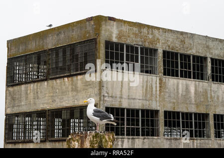 Une mouette en face de l'Île Alcatraz Prison dans la baie de San Francisco Banque D'Images