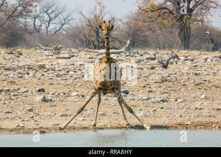 Girafe au trou d'arrosage avec jambe large vers l'avant de la base du Parc National d'Etosha, Namibie Banque D'Images