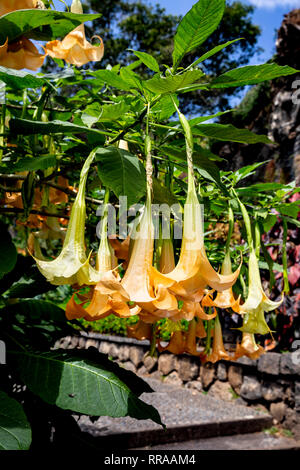 Angel's Trumpet (anges), Funchal, Madère, Portugal. Banque D'Images