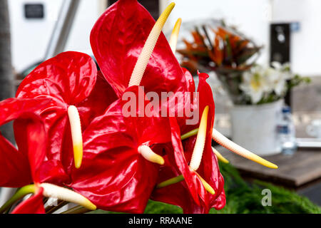 Anthurium andraeanum rouge Bouquet de Lys (Flamingo) Banque D'Images