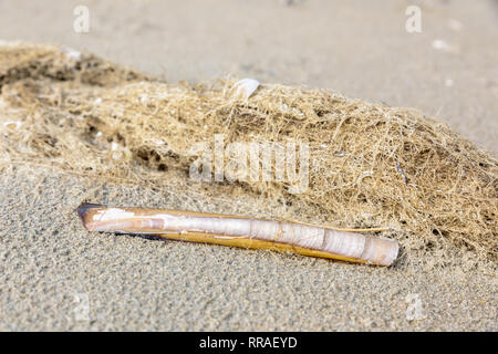 Encore naturel de vie d'un couteau (Ensis ensis) situé sur la plage à marée basse. Banque D'Images