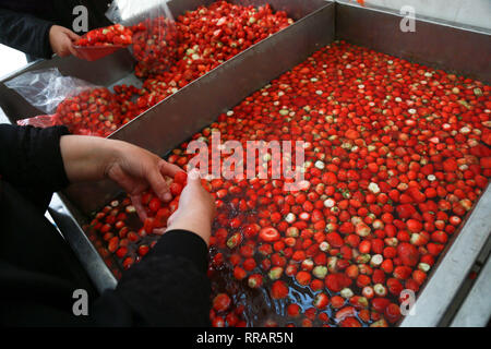 La bande de Gaza. Feb 25, 2019. Les femmes palestiniennes Lavez les fraises après avoir retiré les tiges dans le nord de la bande de Gaza ville de Beit Lahia, 25 février 2019. Credit : Stringer/Xinhua/Alamy Live News Banque D'Images