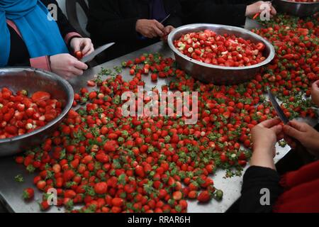 La bande de Gaza. Feb 25, 2019. Les femmes palestiniennes retirez les tiges des fraises dans le nord de la bande de Gaza ville de Beit Lahia, 25 février 2019. Credit : Stringer/Xinhua/Alamy Live News Banque D'Images