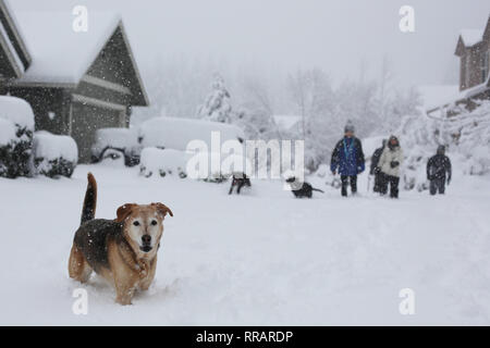 Eugene, Oregon, USA. Feb 25, 2019. Les gens et les chiens de marcher dans la neige après une tempête à Eugene, Oregon. Crédit : Gina Kelly/Alamy Live News Banque D'Images