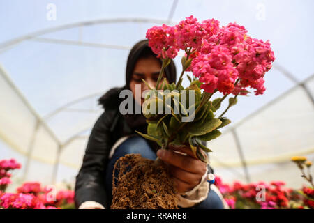 La bande de Gaza. Feb 25, 2019. Rewaa Al-Najjar, 22 Palestiniens, vérifie les fleurs à sa pépinière de fleurs dans le sud de la bande de Gaza ville de Khan Younis, 25 février 2019. Al-Najjar a débuté sa pépinière de fleurs il y a trois mois. Elle a planté près de 20 espèces de fleurs. Credit : Stringer/Xinhua/Alamy Live News Banque D'Images