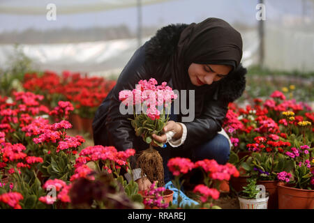 La bande de Gaza. Feb 25, 2019. Rewaa Al-Najjar, 22 Palestiniens, vérifie les fleurs à sa pépinière de fleurs dans le sud de la bande de Gaza ville de Khan Younis, 25 février 2019. Al-Najjar a débuté sa pépinière de fleurs il y a trois mois. Elle a planté près de 20 espèces de fleurs. Credit : Stringer/Xinhua/Alamy Live News Banque D'Images