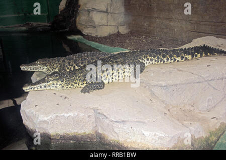 OXON ; Brize Norton ; MONDE ; CROCODILE les crocodiles du Nil (CROCODYLUS NILOTICA) Banque D'Images