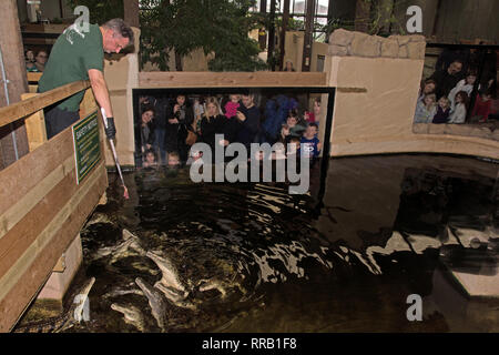 OXON ; Brize Norton ; alimentation ; MONDE CROCODILE les crocodiles du Nil- femelles 8 ANS, ANCIEN Banque D'Images