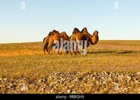 Trois chameaux à deux bosses dans les steppes de Mongolie. Désert de Gobi Banque D'Images