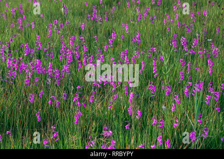 Botanique, glaïeul (Gladiolus), Marsh (gladiolus Gladiolus palustris), dans le Kochelseemoos Additional-Rights Grossweil, Clearance-Info,--Not-Available Banque D'Images