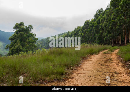 Un chemin longe une plantation d'eucalyptus au Kwazulu Natal, Afrique du Sud. Banque D'Images