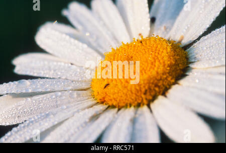 Botanique, Marguerite dans un pré, Dornbirn Vorarlberg, Autriche, Europe, Additional-Rights Clearance-Info-Not-Available- Banque D'Images