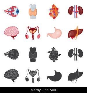 Globe oculaire,,dorsale,sang,rein,cerveau estomac foie,urinaire,,eye,plasma,spinal,esprit,system,tube,cornée,os,cell,renseignement,haricots,excrétrice,corps gastrique,muscle,couches,couvrir,transplant,science,vessie,la douleur,la biologie,structure,scientifique,recherche,de,laboratoire d'organes internes,anatomie,médical,des,santé,,set,icône,,illustration,collection,isolé,design,graphisme,élément vecteur vecteurs,signer , Illustration de Vecteur