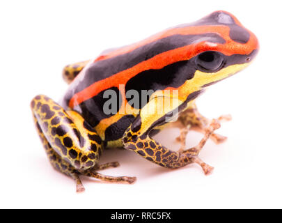 Poison dart frog ou flèches, Ranitomeya uakarii jambes dorées morph. Une Dendrobates de la forêt amazonienne au Pérou. Cet animal vit dans les régions tropicales Amaz Banque D'Images