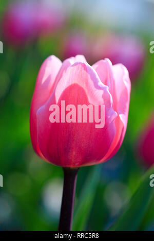 Botanique, tulipe, Tulipa, Tulip, île de Mainau, Constance, Allemagne, No-Postcard No-Greetingcard-Utilisation | Utiliser Banque D'Images