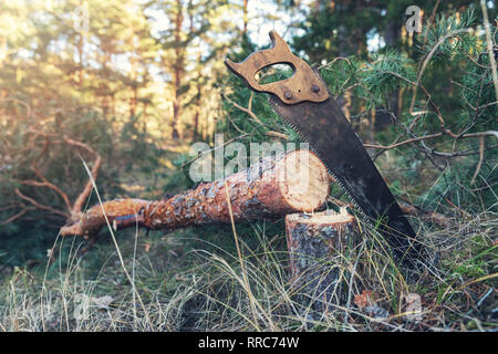- Forêts de pins abattus et scie à main dans les bois Banque D'Images