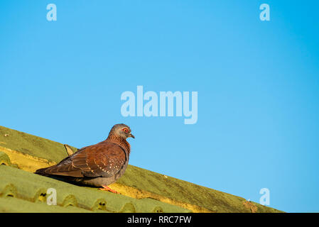 Un pigeon biset dans un environnement urbain, assis sur un toit. Columba guinea. Banque D'Images