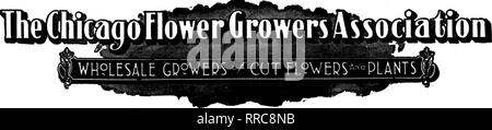 . Les fleuristes [microforme] examen. La floriculture. L'OCTUUBU 13, J21 les fleuristes^ Review 48A. 182 N. Wabash Ave., Chicago 111. Service Service chevronné est plus efficace lorsqu'elle est complète. L'entreprise des ressources et de l'équipement qui couvrent toutes les phases de la vente en gros de fleurs coupées est entreprise l'entreprise qui peut mieux vous servir. Ces ressources et l'équipement sont plus efficaces lorsqu'elles ont été développées pour répondre aux besoins des affaires réussies. L'atmosphère d'un service personnalisé, attentif et intéressé de préoccupation pour votre fleur supoly Flcws Chicago qui imprègne l'^rUrowers' Association, est un au Banque D'Images