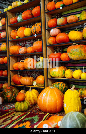 Citrouilles jaune sur l'automne. Banque D'Images